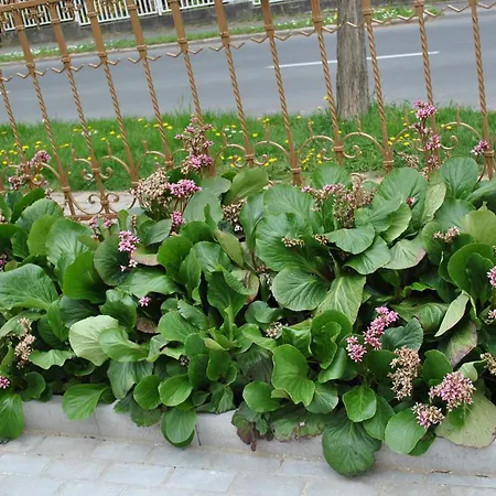 Apartament I Hévíz